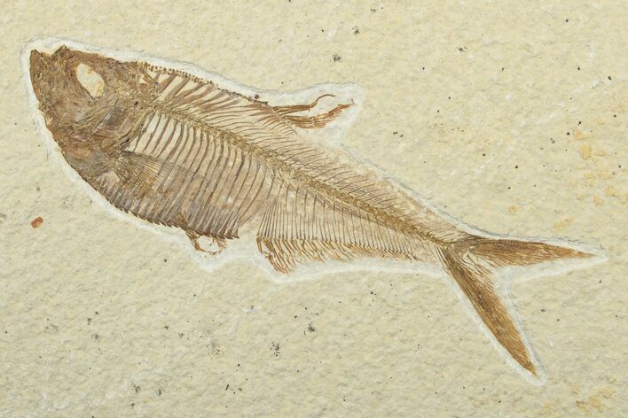 Fossil Fish (Diplomystus) - Wyoming #240362